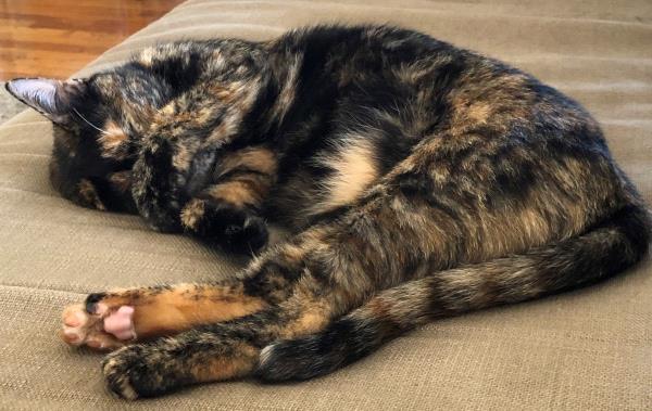 /Images/uploads/Friends of Seal Beach Animal Care Center/2022sbacc/entries/21527thumb.jpg